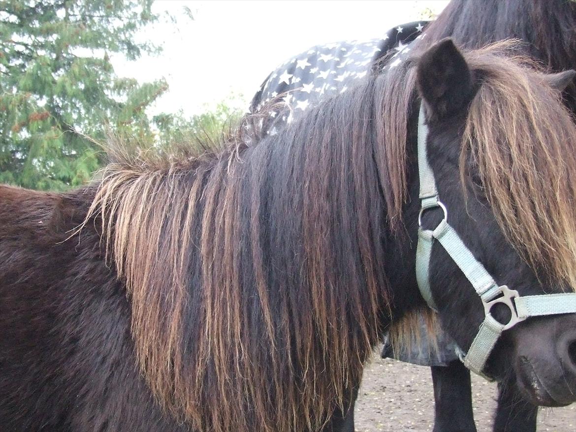 Shetlænder Musla *solgt* billede 4