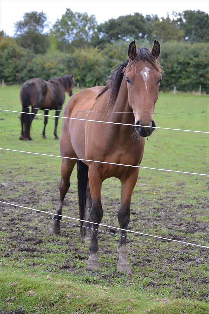 Dansk Varmblod Aloysius billede 1