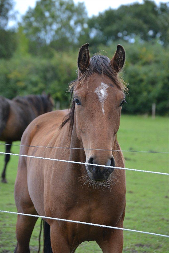 Dansk Varmblod Aloysius billede 2