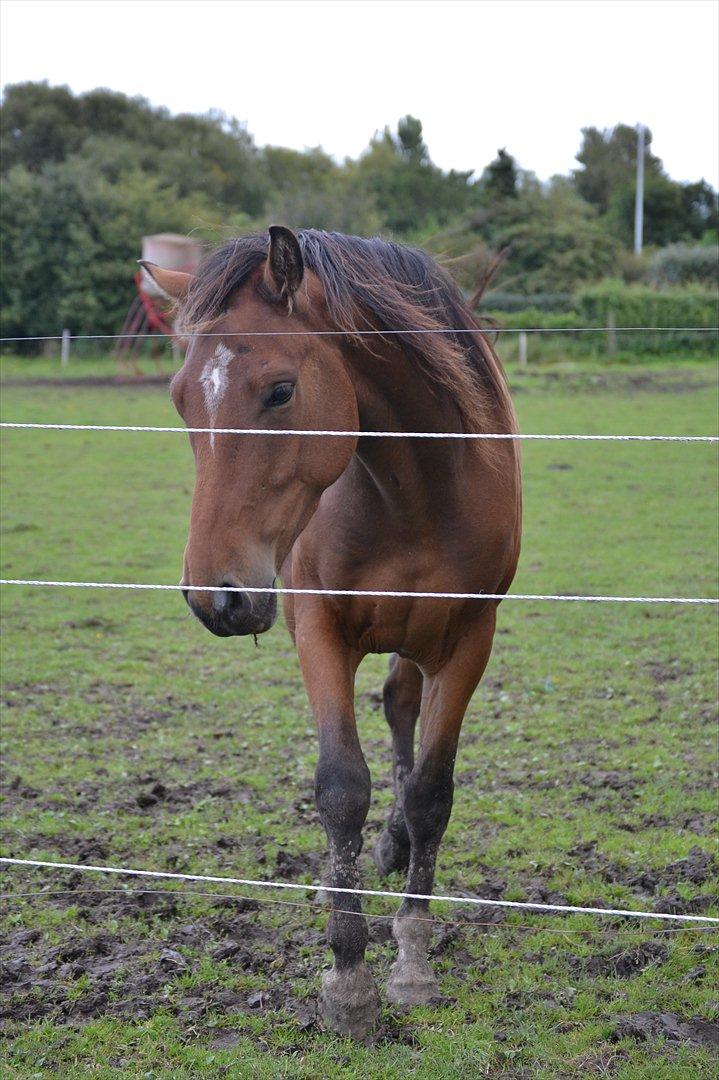 Dansk Varmblod Aloysius billede 3