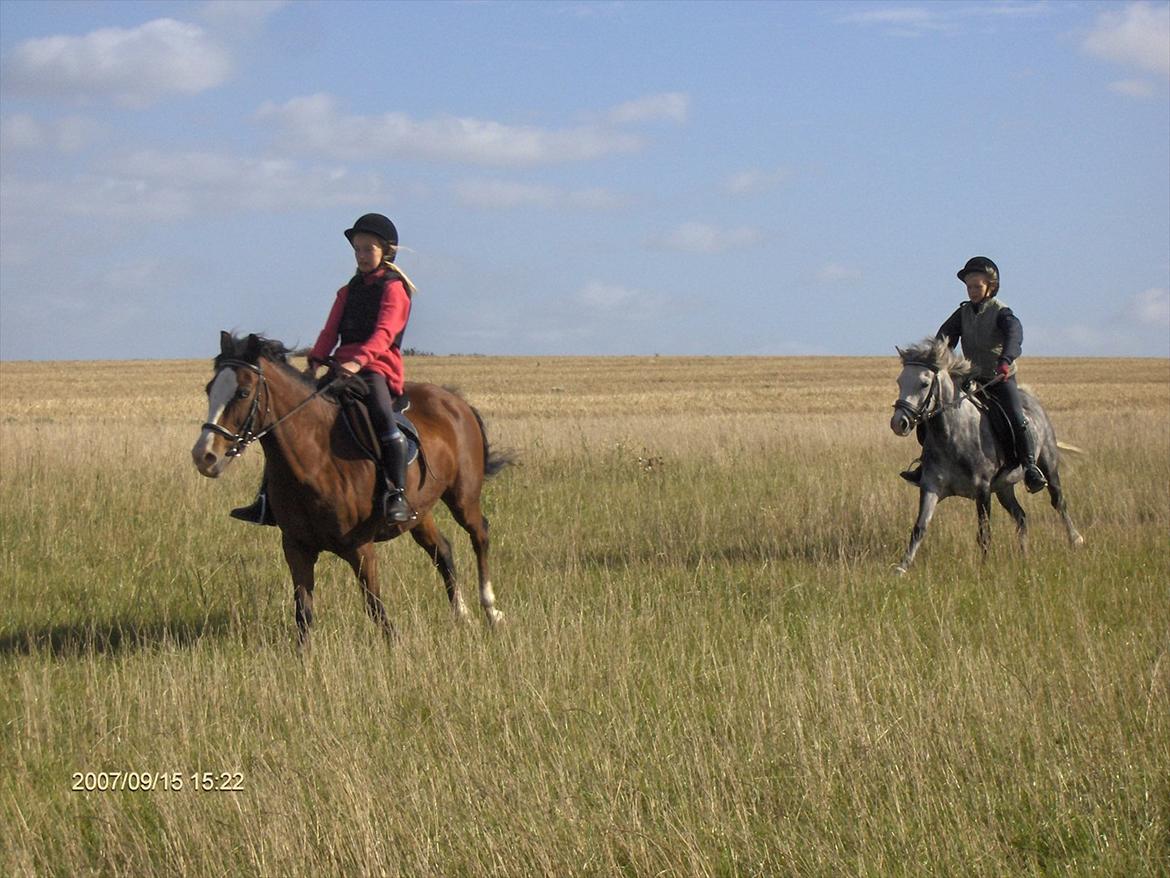 Welsh Pony (sec B) Mille - På ridelejr i 2007. billede 15