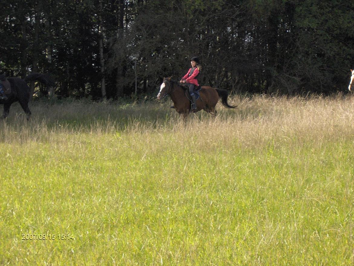 Welsh Pony (sec B) Mille - På ridelejr i 2007. billede 16