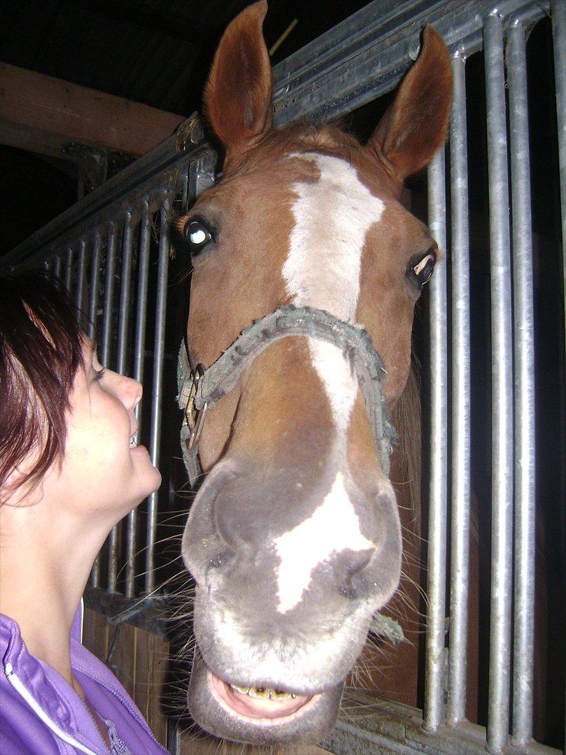 Anden særlig race Harlekin billede 2