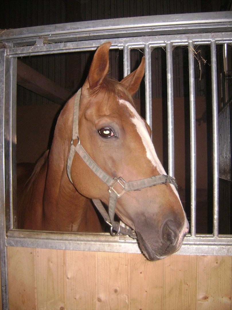 Anden særlig race Harlekin billede 3