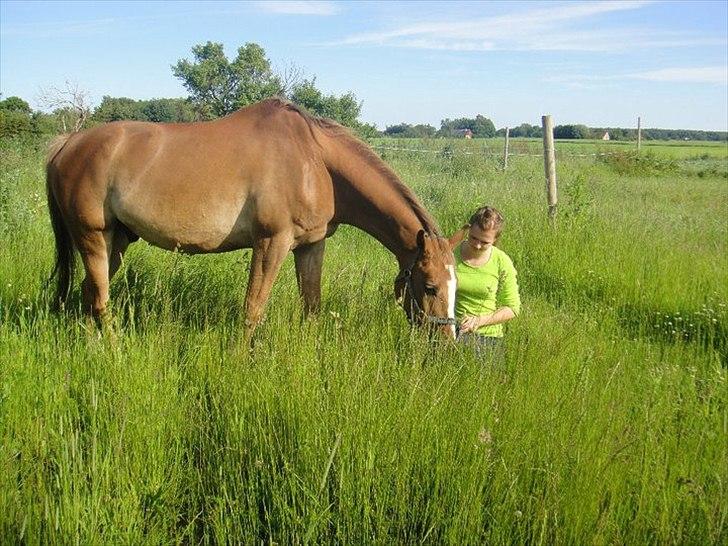 Anden særlig race Harlekin billede 1