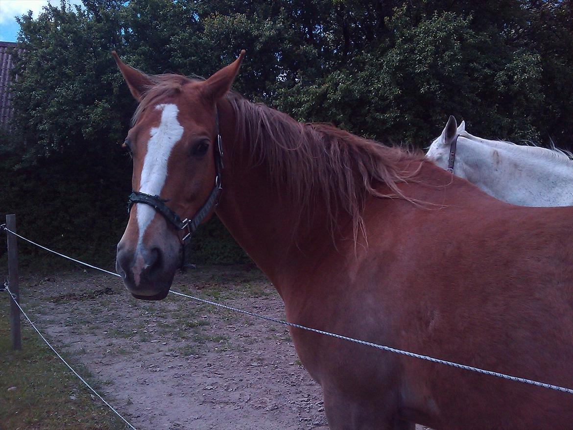 Anden særlig race Harlekin billede 15