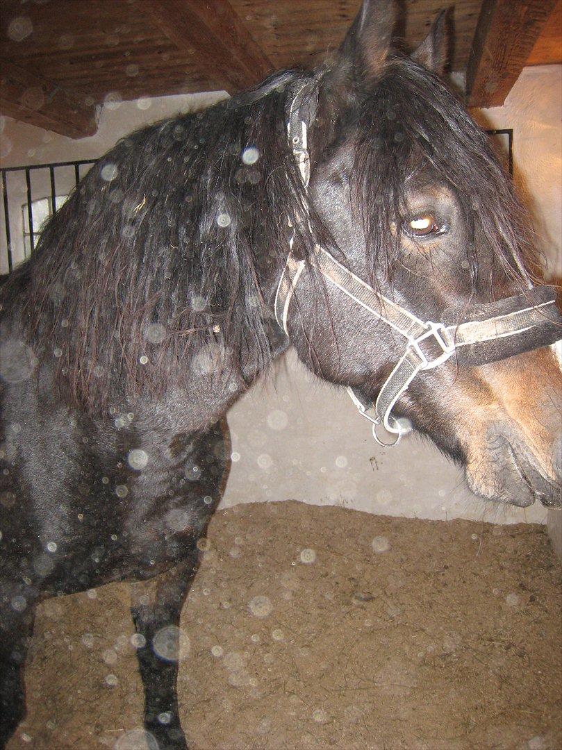Welsh Cob (sec D) Amanda - Amanda<3 billede 3