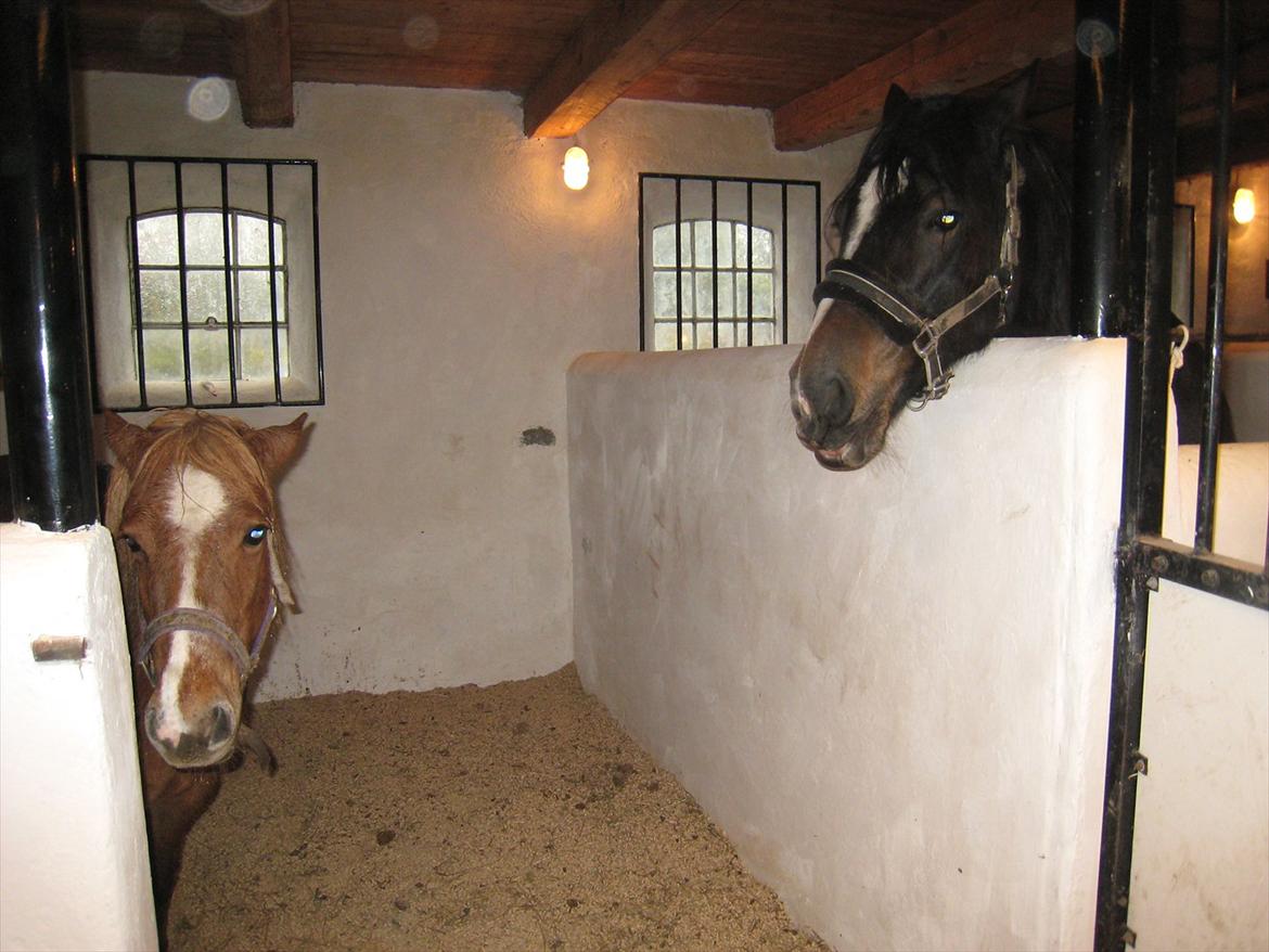 Welsh Cob (sec D) Amanda - Musse og Amanda<3 billede 4