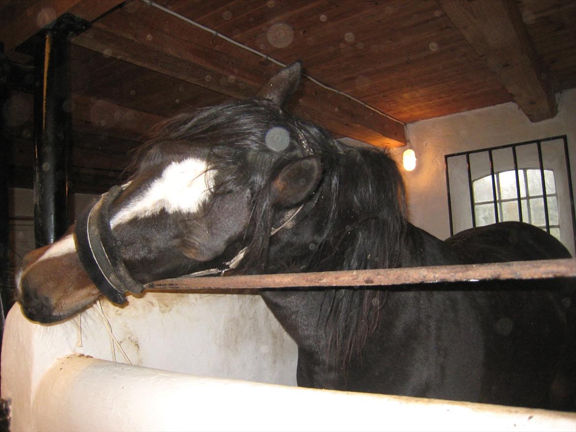 Welsh Cob (sec D) Amanda - uhh det klør!<3 billede 5