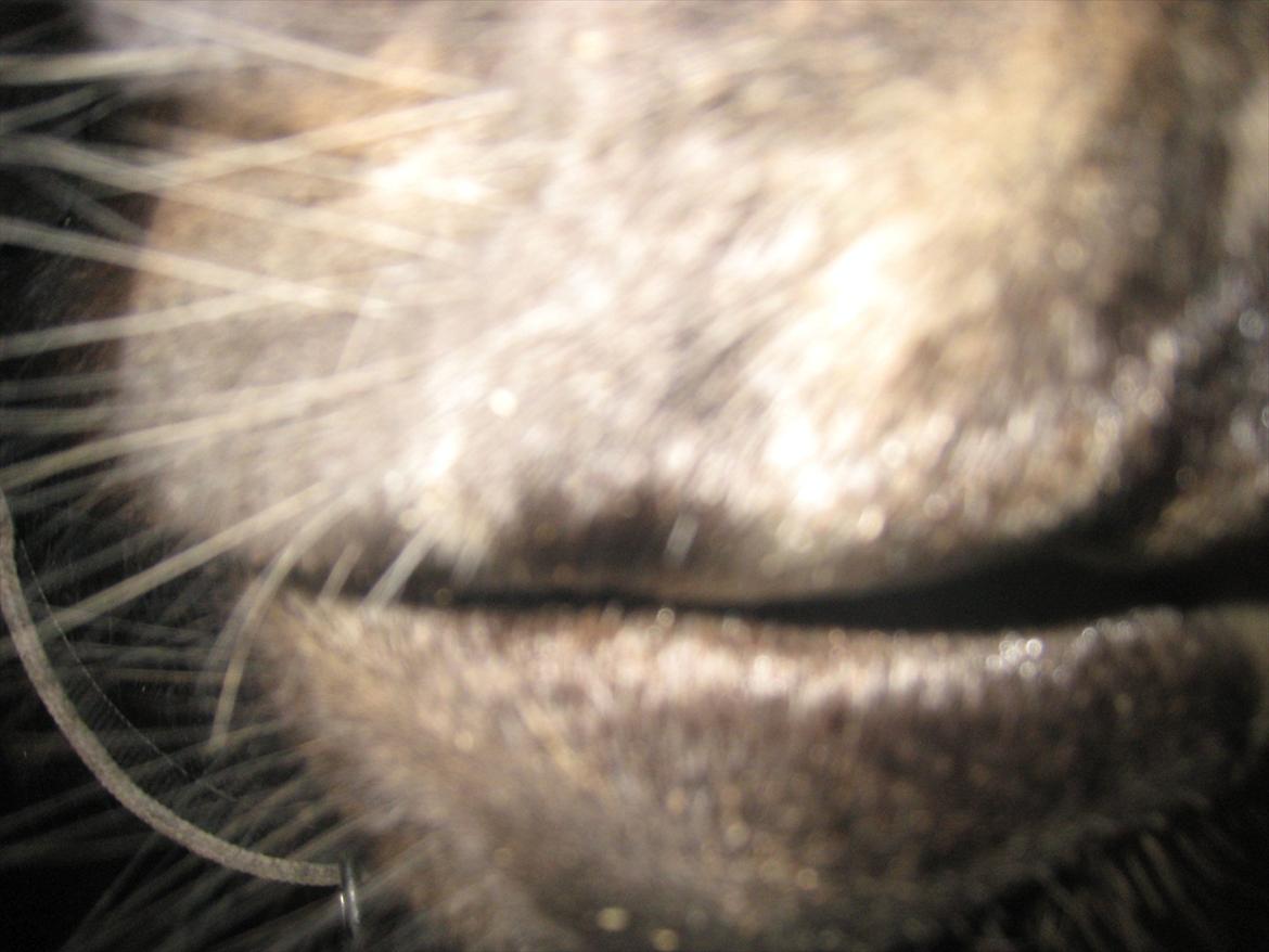 Welsh Cob (sec D) Amanda - Myyys :* billede 6