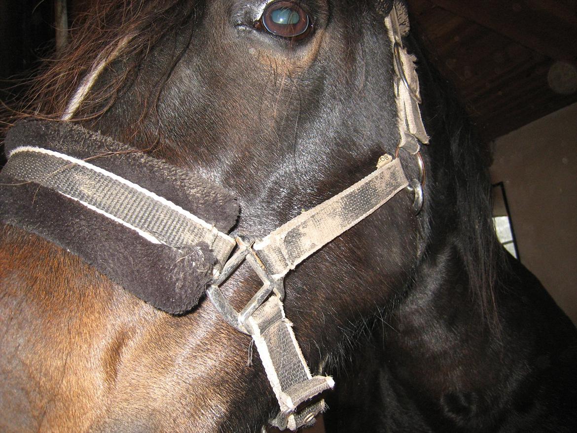 Welsh Cob (sec D) Amanda billede 7