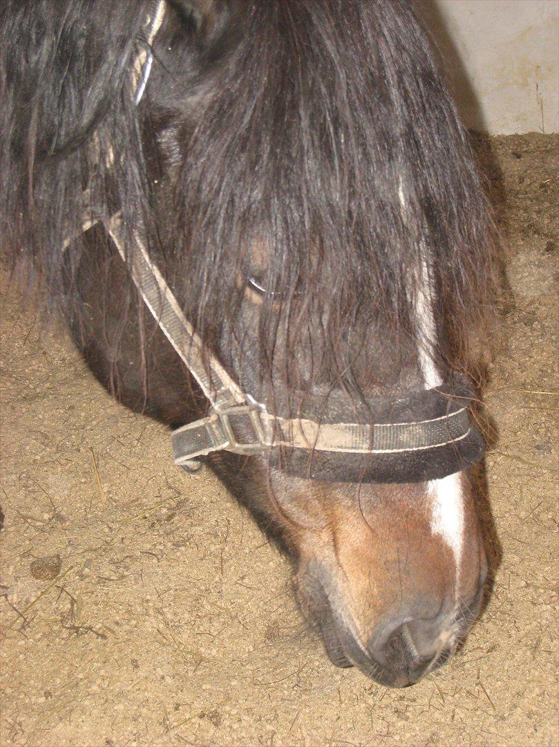Welsh Cob (sec D) Amanda billede 8