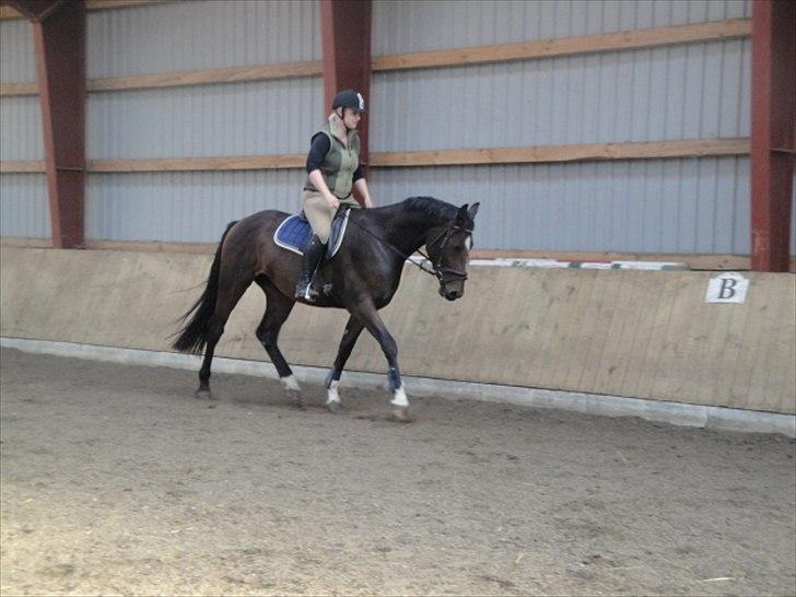 Dansk Varmblod winston billede 4