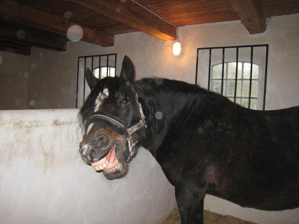 Welsh Cob (sec D) Amanda - Smiil :) billede 9