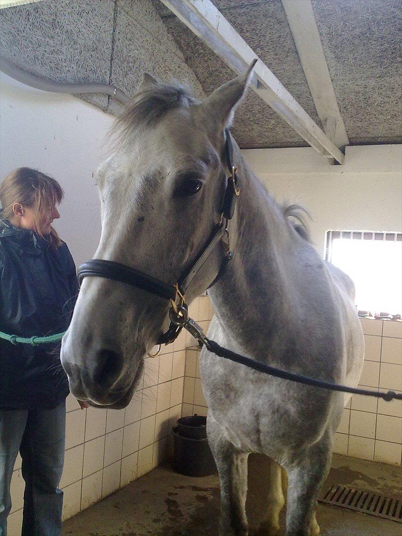 Anden særlig race El. Diego *R.I.P<3 †* - ''1- Første gang jeg så El. Diego<3 billede 1