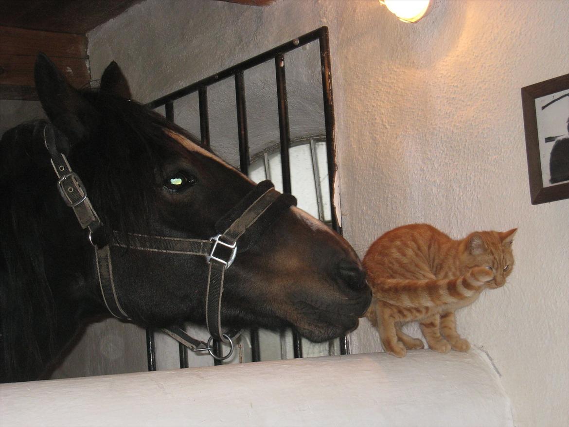 Welsh Cob (sec D) Amanda - En kat?? :P billede 1