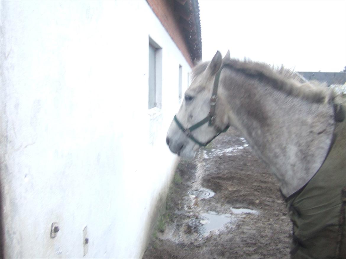 Anden særlig race El. Diego *R.I.P<3 †* - *5- Diego står i regnverj ude på folden!<3 billede 5