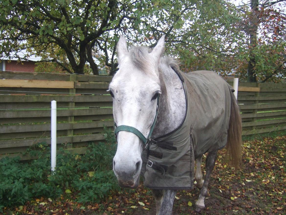 Anden særlig race El. Diego *R.I.P<3 †* - *7- Diego står i regnvejr ude på folden!<3 billede 7