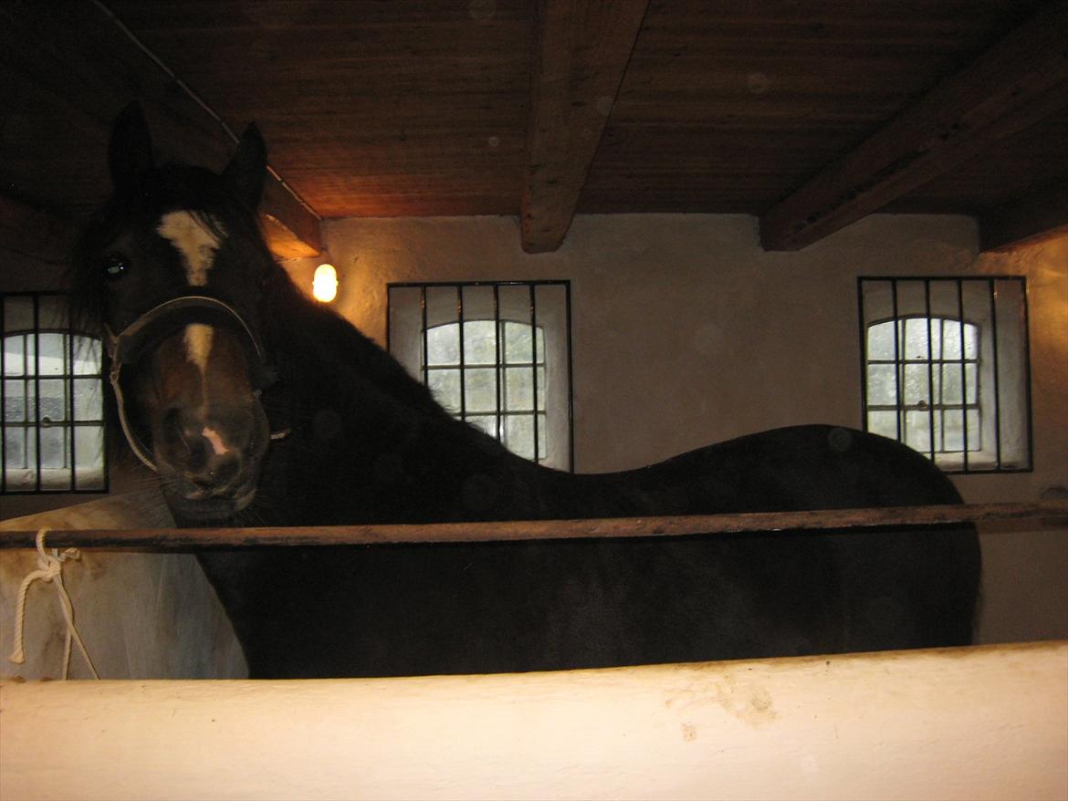 Welsh Cob (sec D) Amanda - Dejlige Amanda!<3 billede 2