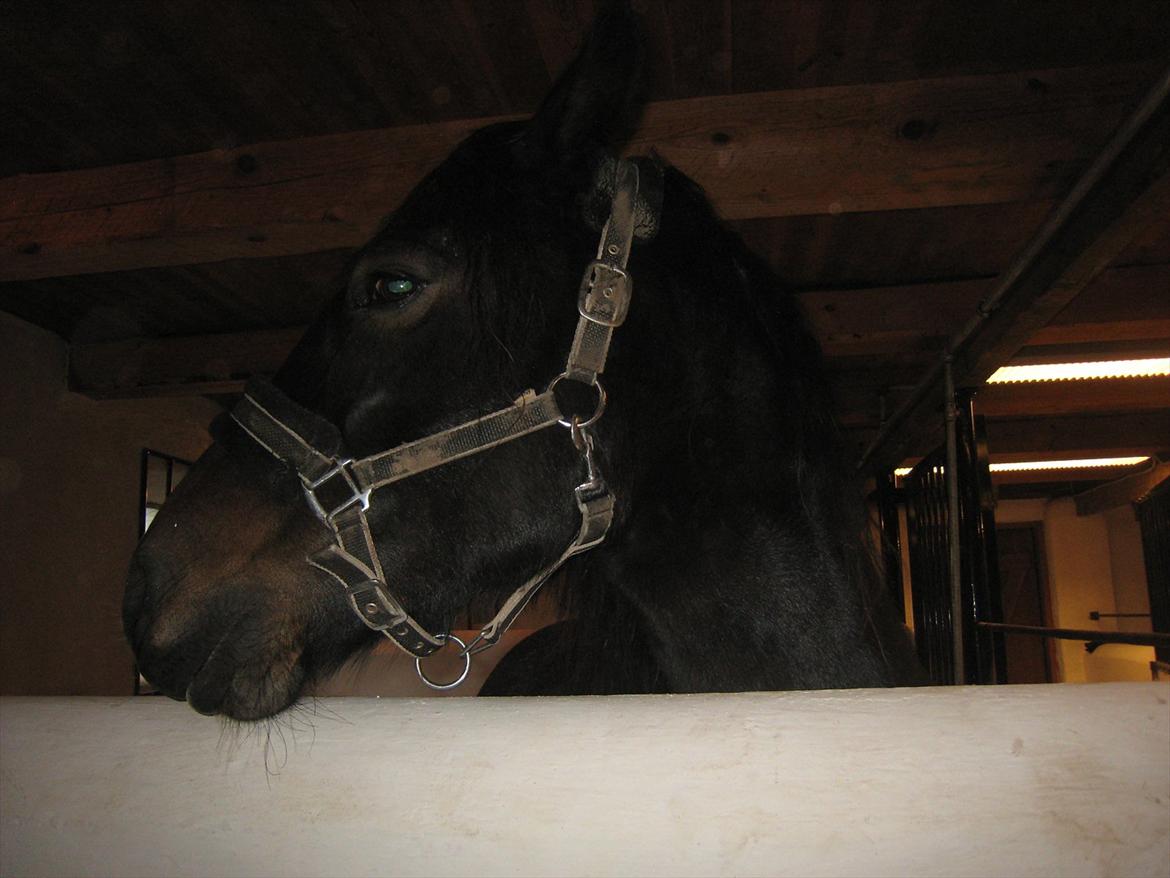 Welsh Cob (sec D) Amanda billede 11