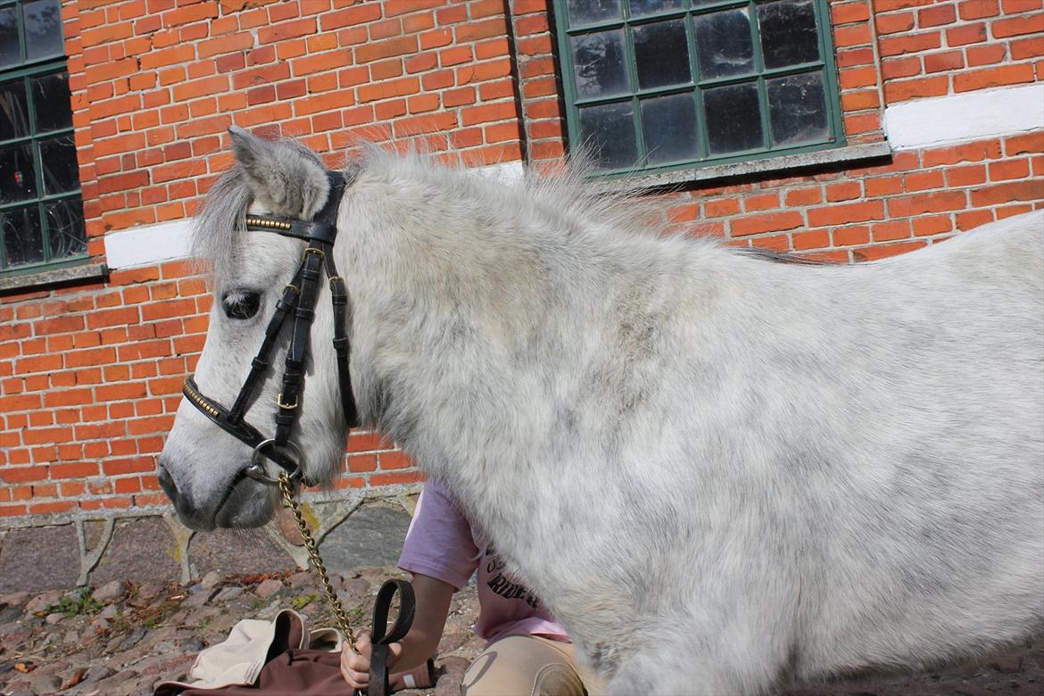 Miniature Bandit billede 12