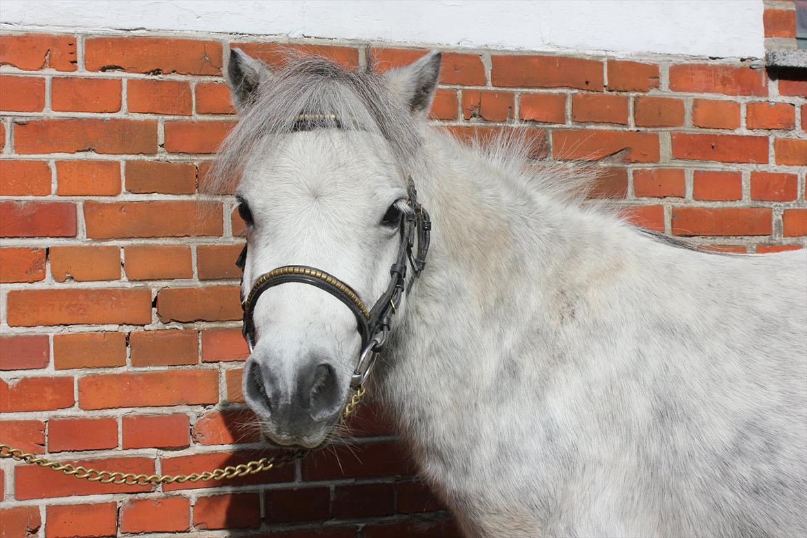 Miniature Bandit billede 15