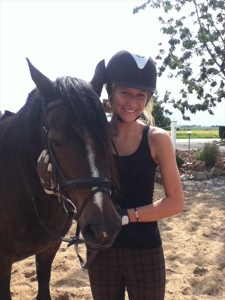 Welsh Cob (sec D) Amanda - min veninde og Amanda :) billede 13