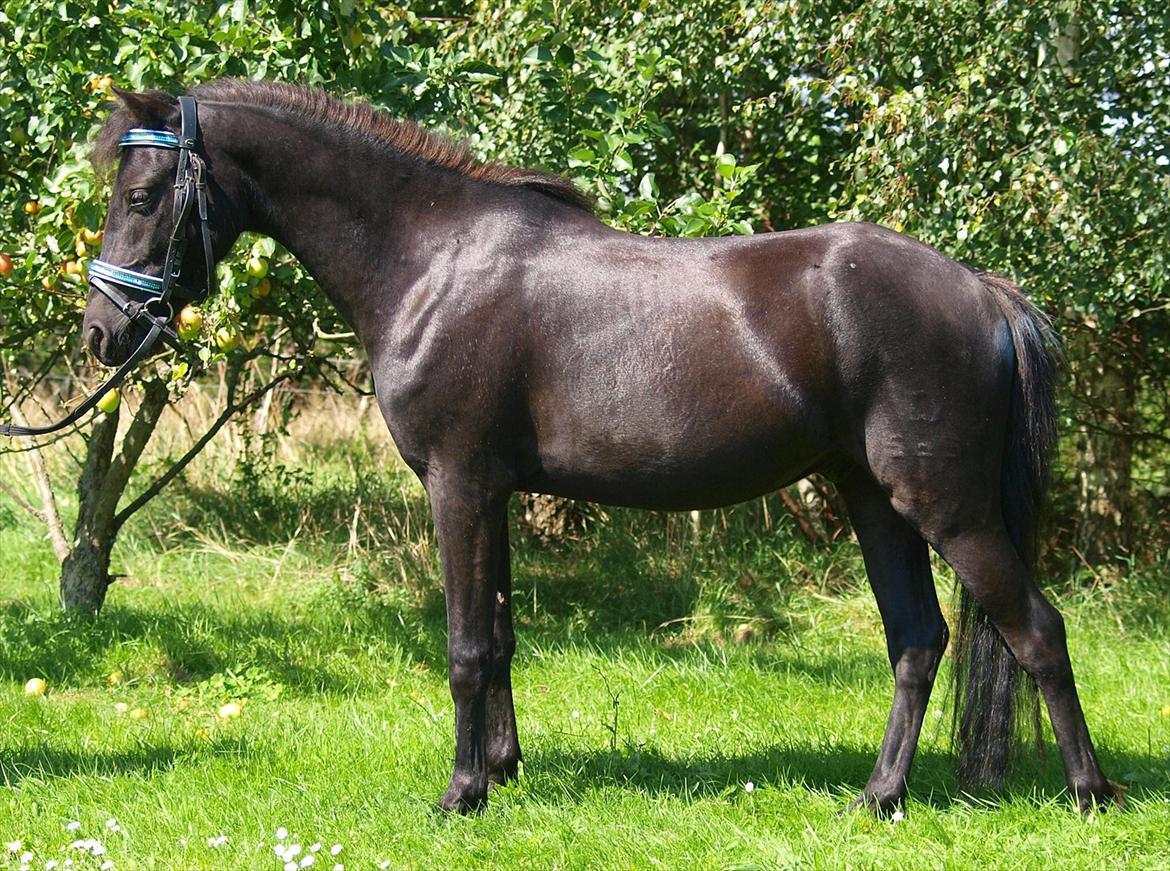 Dartmoor Anc-Neu Easter billede 1