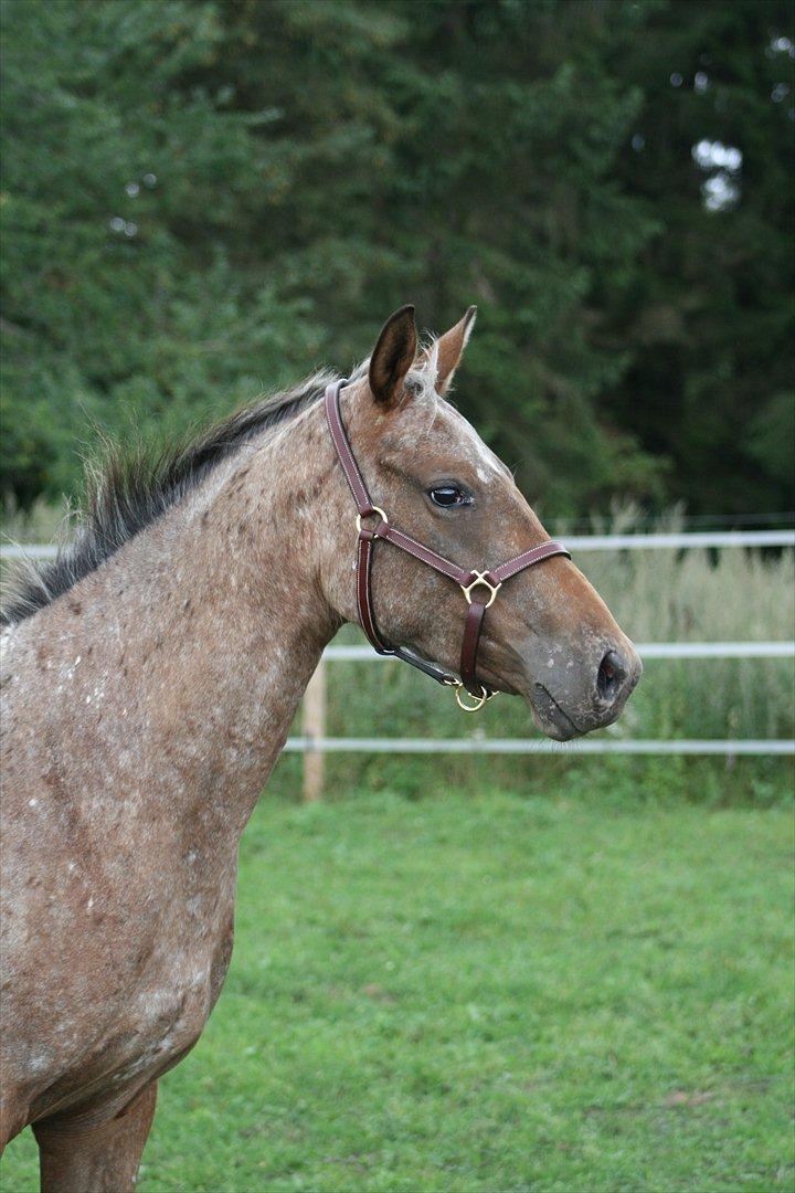 Knabstrupper Aastrupgaards Ydun - Aastrupgaardsn Ydun Foto: Anne Møldrup  billede 2