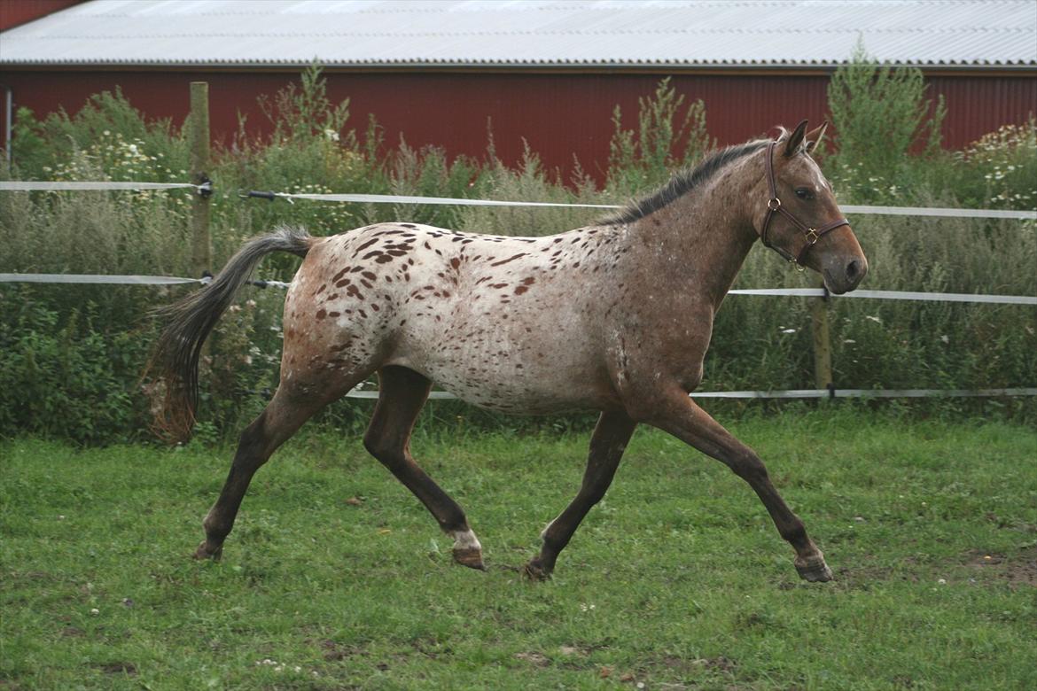 Knabstrupper Aastrupgaards Ydun - Ydun som 2 års Foto: Anne Møldrup  billede 3