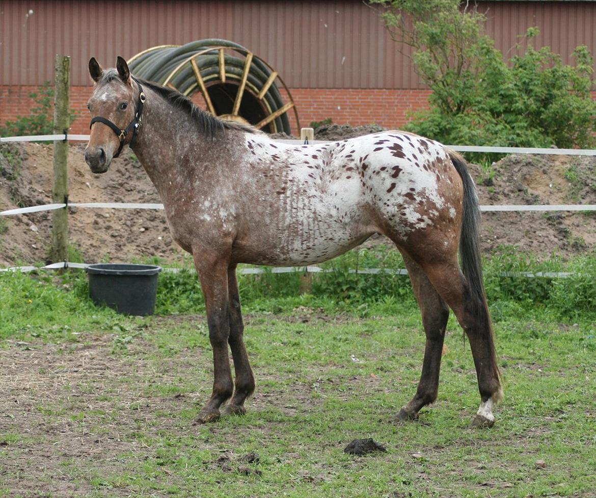 Knabstrupper Aastrupgaards Ydun - Foto: Anne Møldrup  billede 4