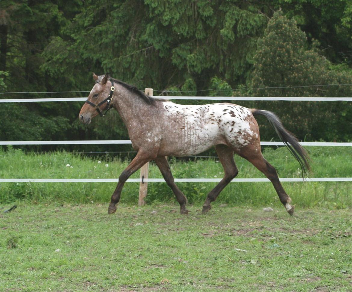 Knabstrupper Aastrupgaards Ydun - Foto: Anne Møldrup  billede 5