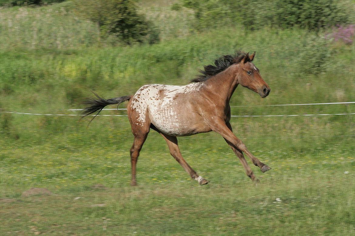 Knabstrupper Aastrupgaards Ydun - Fuld fart som 1 års Foto: Anne Møldrup  billede 6