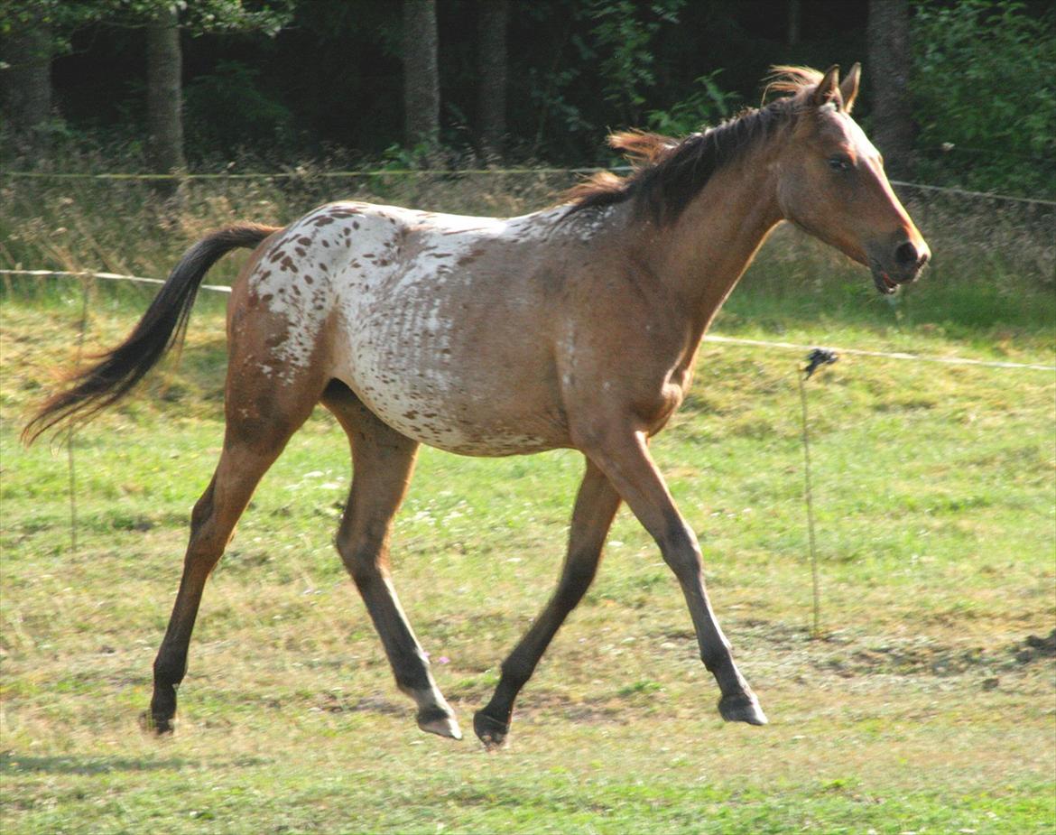 Knabstrupper Aastrupgaards Ydun - Ydun som 1 års Foto: Anne Møldrup  billede 7