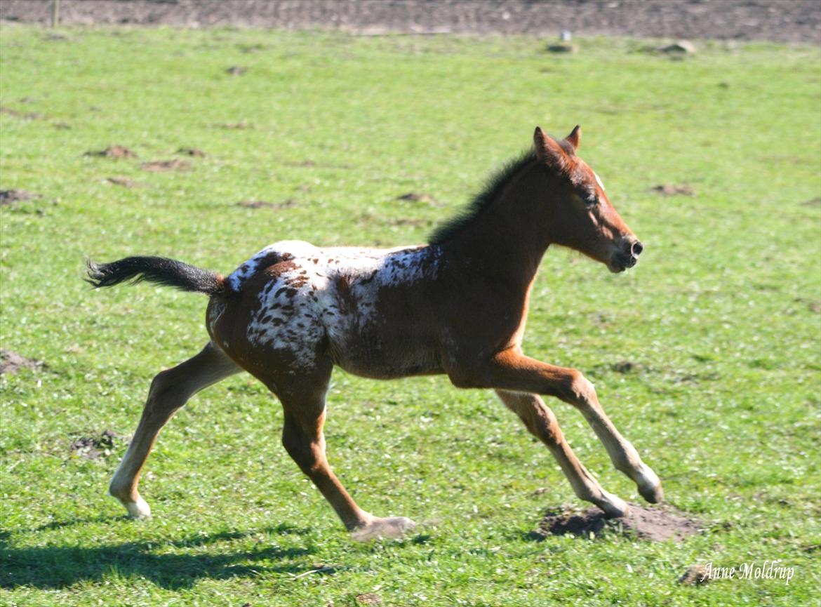 Knabstrupper Aastrupgaards Ydun - Foto: Anne Møldrup  billede 8