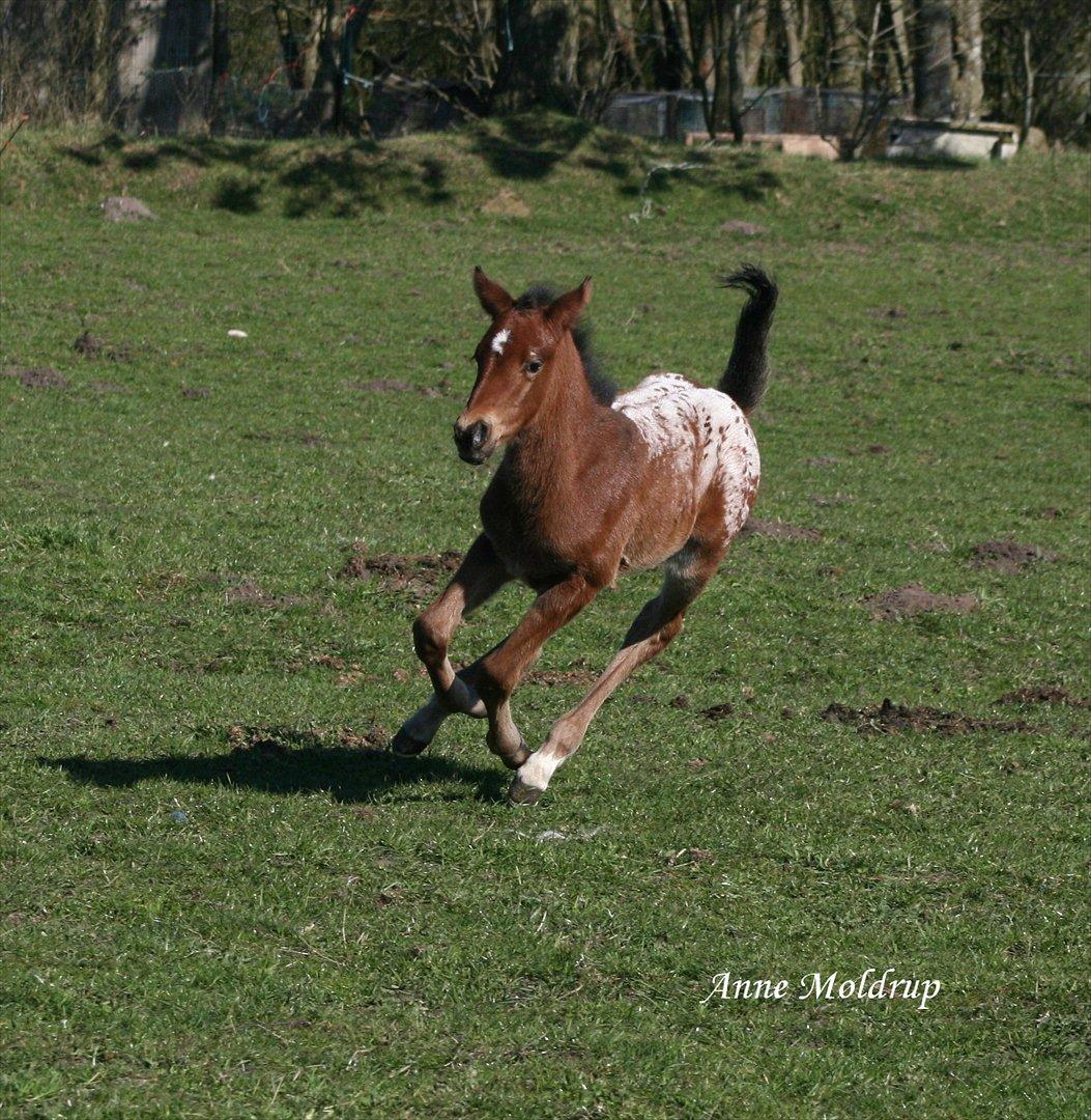 Knabstrupper Aastrupgaards Ydun - Ydun som føl Foto: Anne Møldrup  billede 9