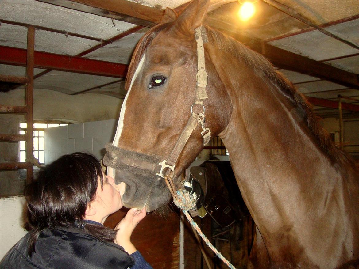 Anden særlig race Vestergård Nikita - januar 2012 billede 9