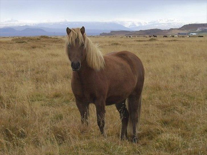 Islænder Sirius Fra Eyrarbakka - NYT! 
Sirius på island.  billede 18