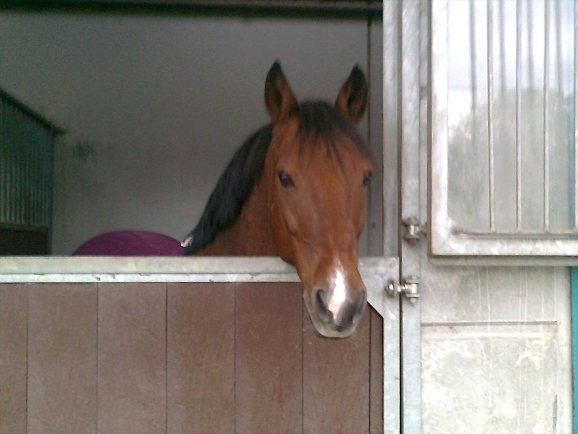 New Forest Marrondales Michelangelo - It's not the distany that you are here for me!
It's the distany that you are here to do the world happy <3 billede 10