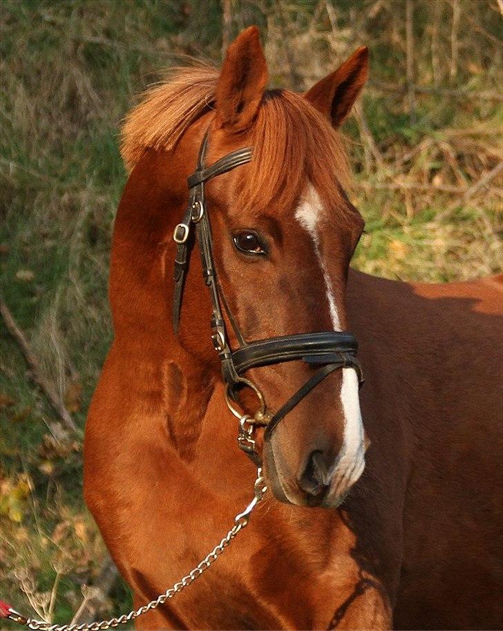 Anden særlig race Sunny Boy  - Foto: Jani Pedersen
Horses make a landscape look beautiful <3 billede 1