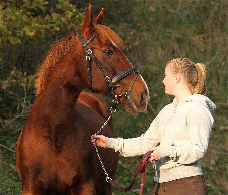 Anden særlig race Sunny Boy  - Foto: Jani Pedersen
A horse is a thing of beauty... none will tire of looking at him as long as he displays himself in his splendor. <3 billede 19