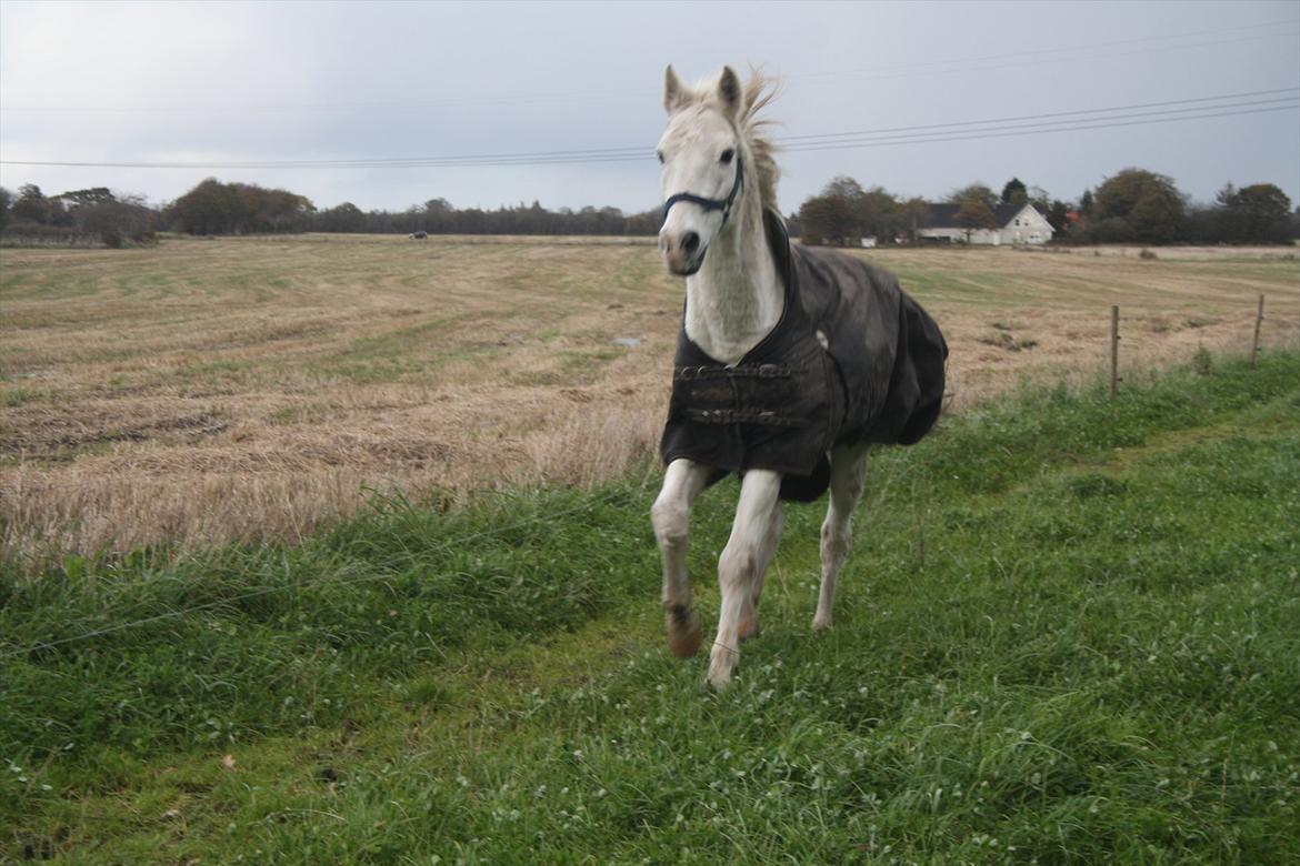 Anden særlig race † Sirbastian *soulmate* R.I.P † - fuld fart over sir.. efterår 2011 billede 16