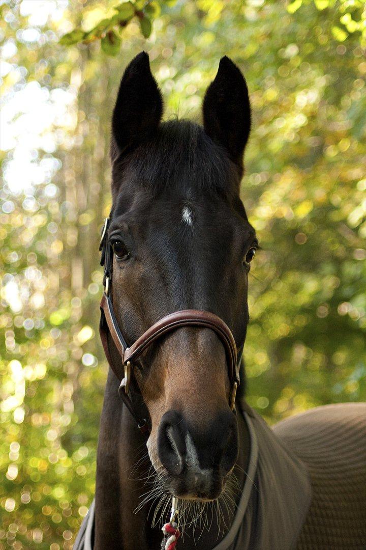 Dansk Varmblod Gammelbys Cavel - Velkommen til Cavels profil billede 1