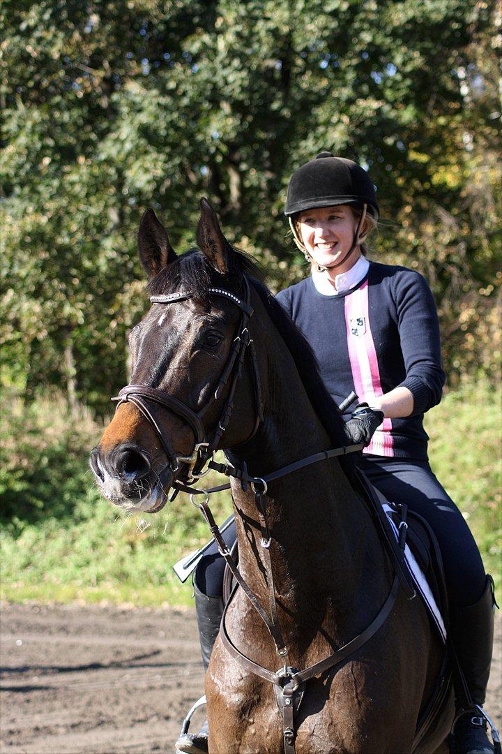 Dansk Varmblod Gammelbys Cavel billede 4