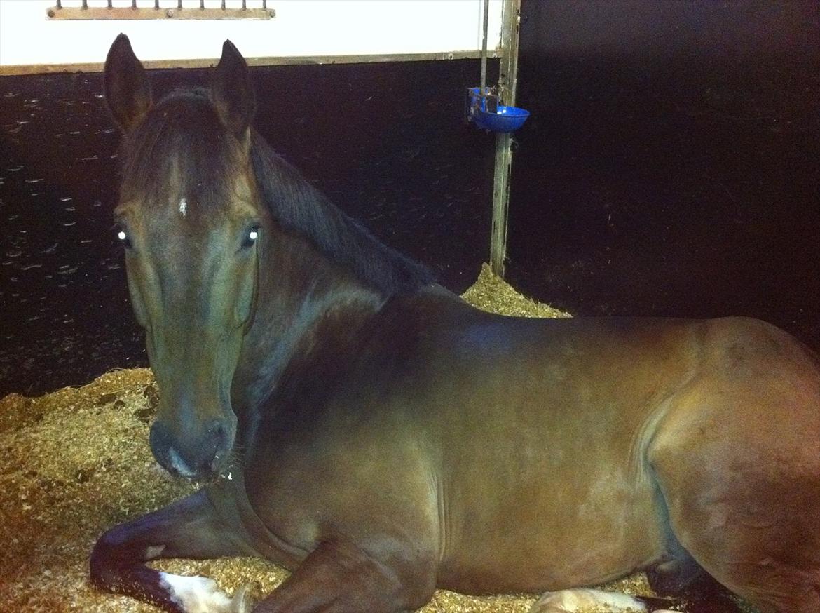 Dansk Varmblod Gammelbys Cavel billede 5