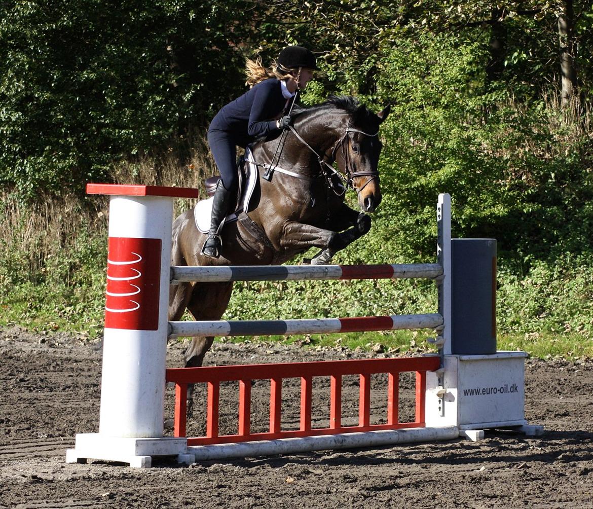 Dansk Varmblod Gammelbys Cavel billede 7