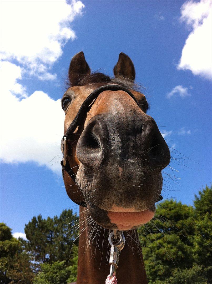 Dansk Varmblod Gammelbys Cavel billede 8