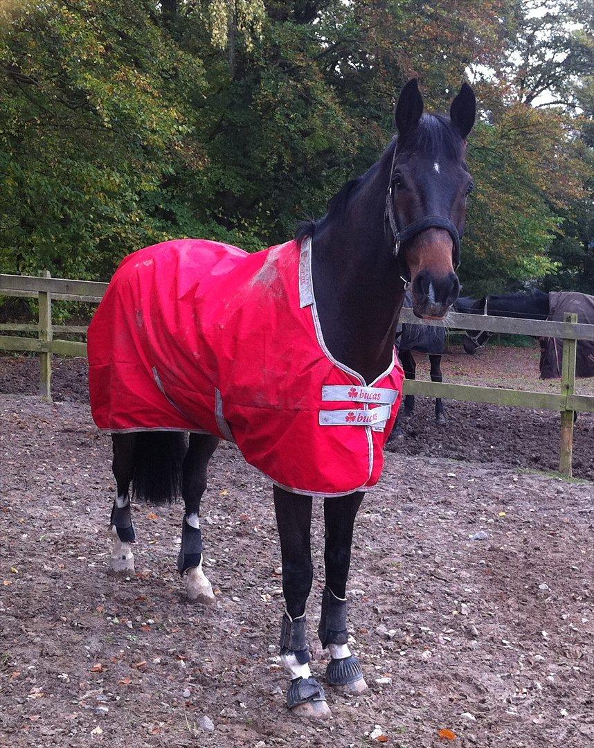 Dansk Varmblod Gammelbys Cavel billede 9