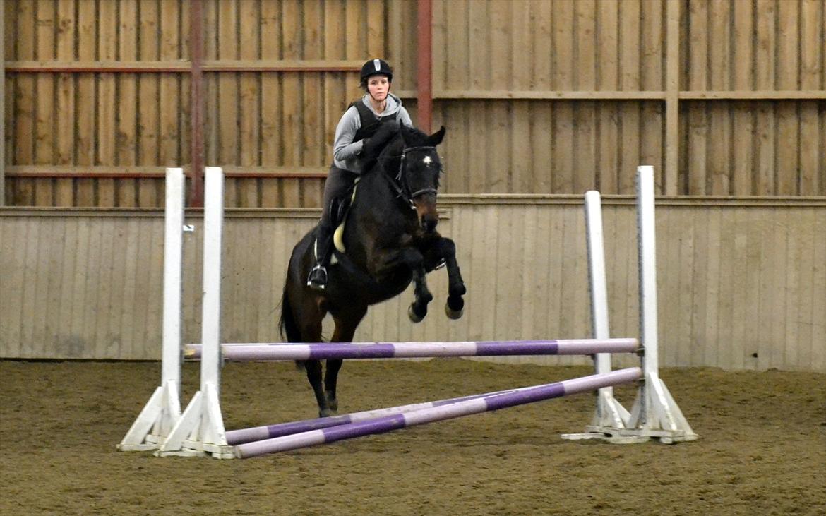 Dansk Varmblod Tembell | part - Juhuuu spring! | foto: far billede 19