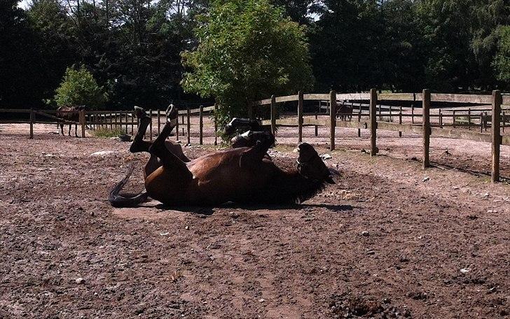 Dansk Varmblod Gammelbys Cavel billede 11